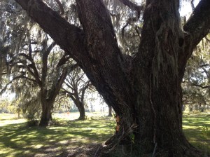 The Live Oak Draped with Spanish Moss is a Beautiful Thing