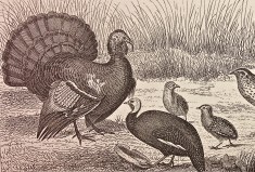 Etching of Tom Turkey, Hen and Chicks.