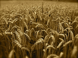 Wheat Field